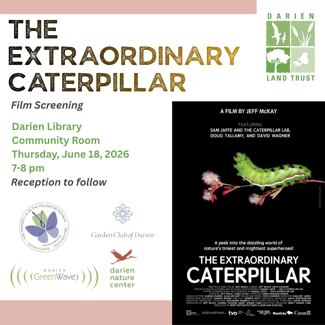 Caterpillar Film